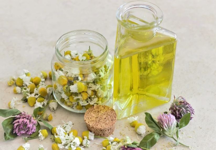 Essential Oils To Protect Your Respiratory System:Roman Chamomile