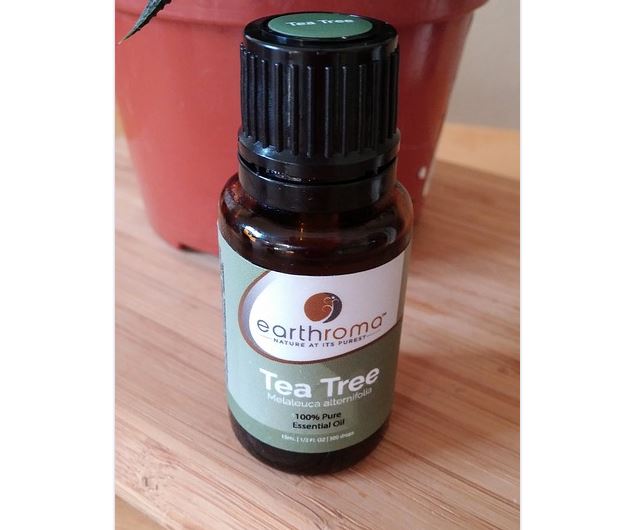 Essential Oils To Protect Your Respiratory System: Tea Tree Oil